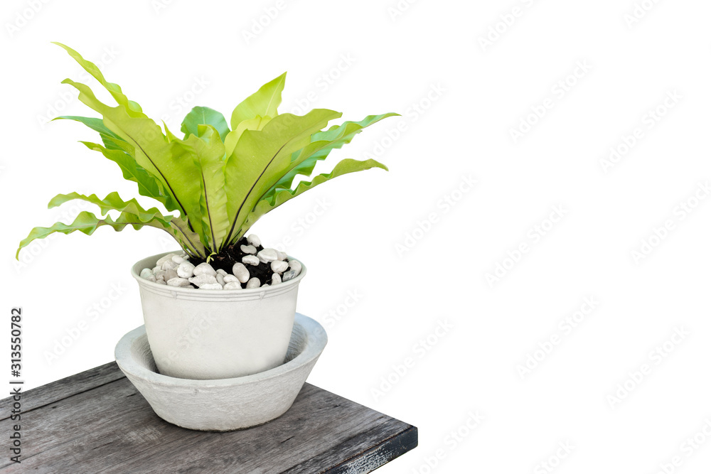 Potted plants on isolated white background Potted plants on isolated white background
