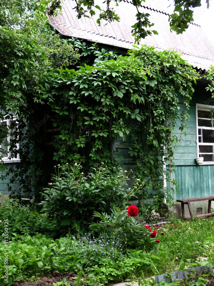 turquoise wooden rustic house overgrown with wild grapes turquoise wooden rustic house overgrown with wild grapes
