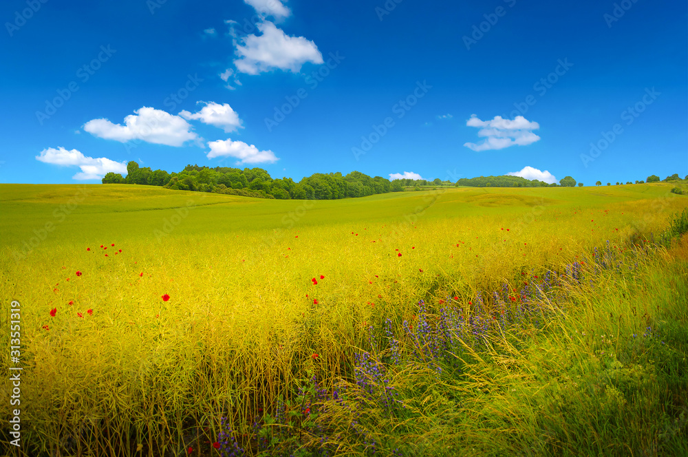 Panoramic view over beautiful green and yellow farm landscape with poppy flowers Germany, summer, blue sky