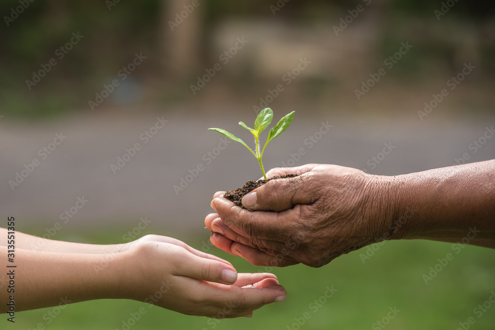 two hands holding together a green young plant. world environment day and sustainable environment in elderly people and children's volunteer hands. ecology concept