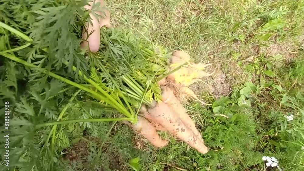 ripe carrots were taken by the green leaves and carried around the garden. ripe carrots were taken by the green leaves and carried around the garden.