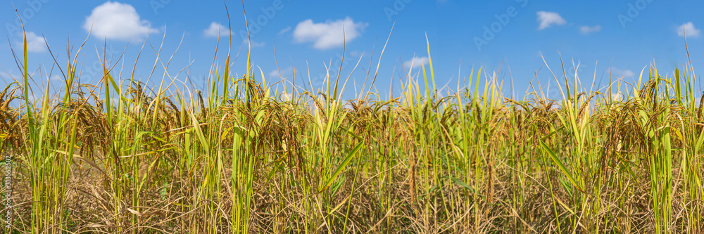 Rice Field in the morning under blue sky