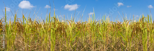 Rice Field in the morning under blue sky