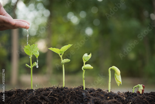 the seedling are growing from the rich soil to the morning sunlight that is shining, hand watering young plants In growing. plant growth evolution from seed to sapling, ecology concept..