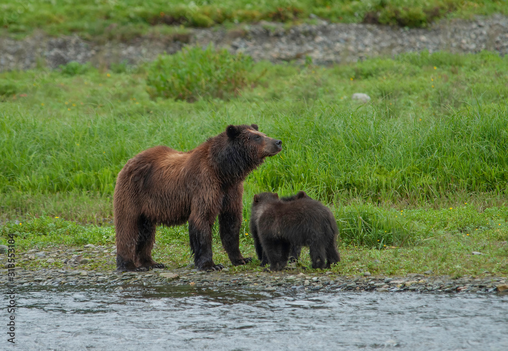 Mama Brown Bear and Cub, Pack Creek, Alaska Mama Brown Bear and Cub, Pack Creek, Alaska