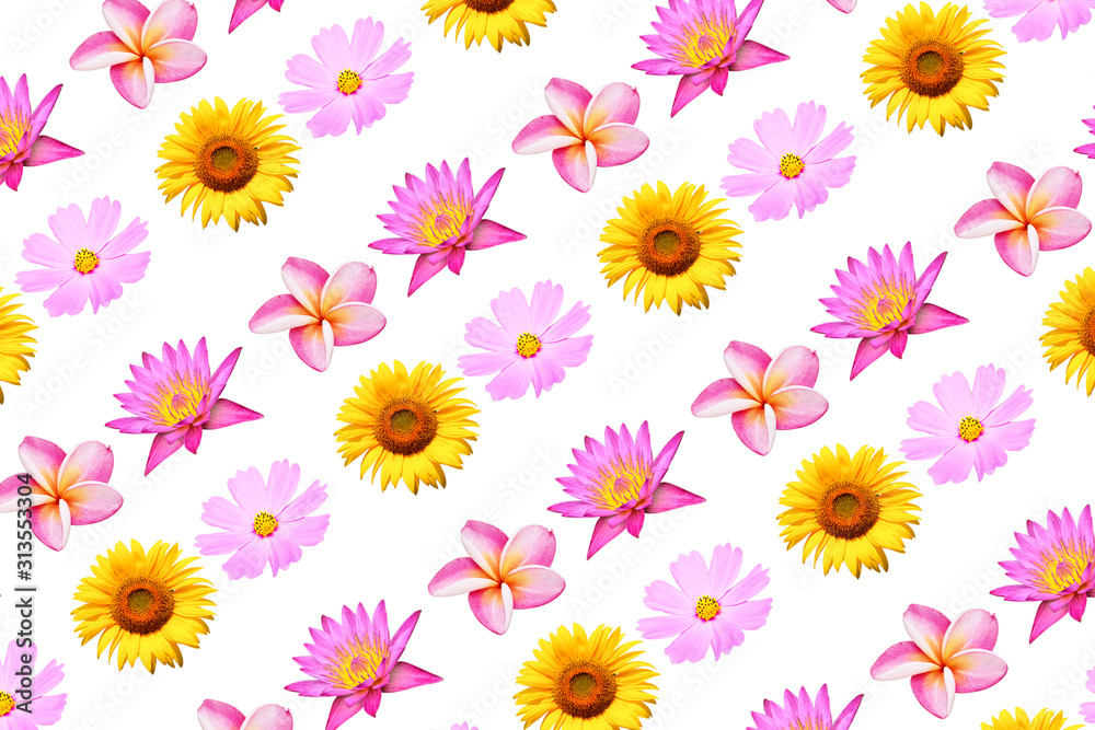 White background flower image White background flower image
