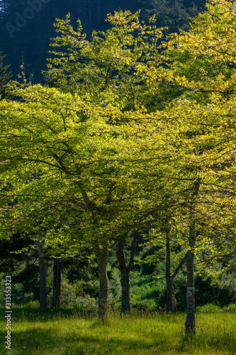 Forest Westcoast South Island New Zealand. Trees © A