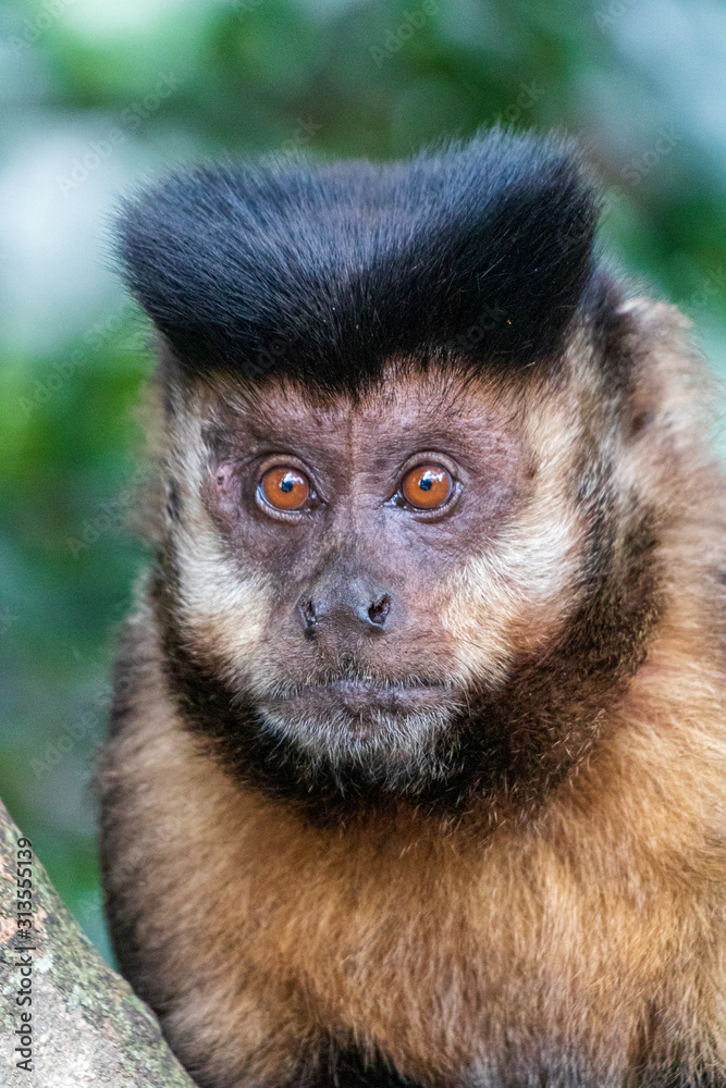 Wild monkey in the jungle. Primate Macaco Prego - Sapajus gender