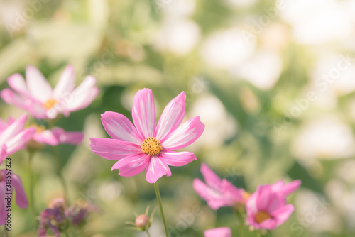 Cosmos flowers in the garden with sunlight. Vintage tone © nuttawutnuy