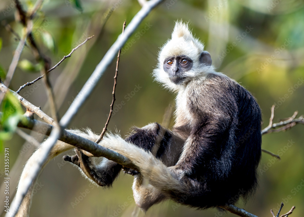 Fototapeta premium White-headed Black Langur