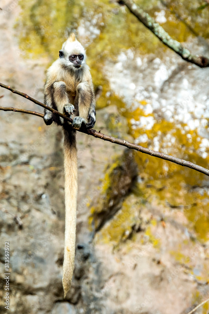 Obraz premium White-headed Black Langur