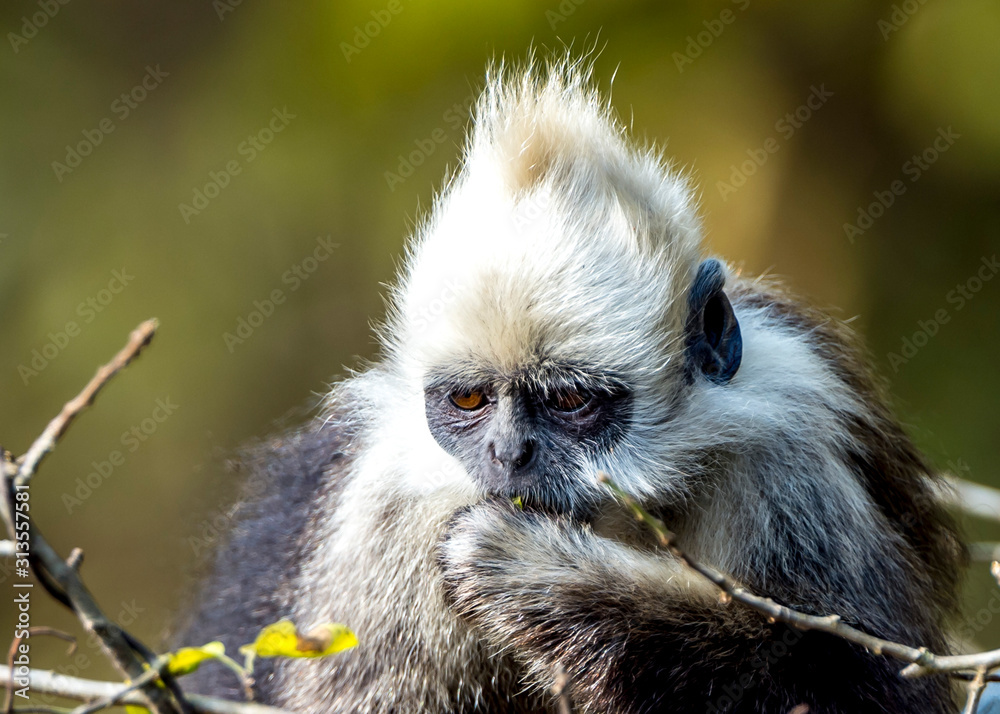 Obraz premium White-headed Black Langur
