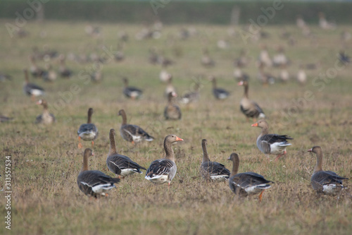 Flock of Greylag goose on pasture