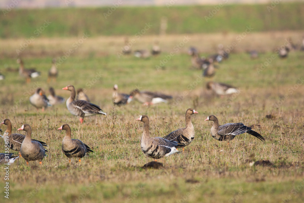 Flock of Greylag goose on pasture Flock of Greylag goose on pasture