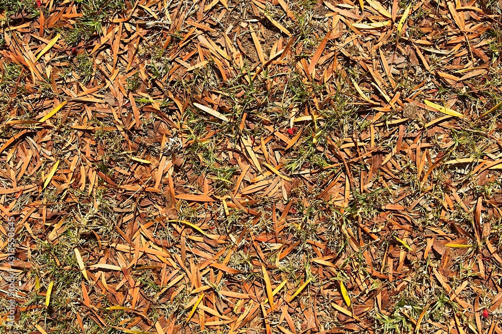 Autumn leaves with bright colors and textures on the ground Autumn leaves with bright colors and textures on the ground