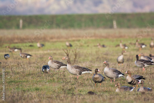 Flock of Greylag goose on pasture