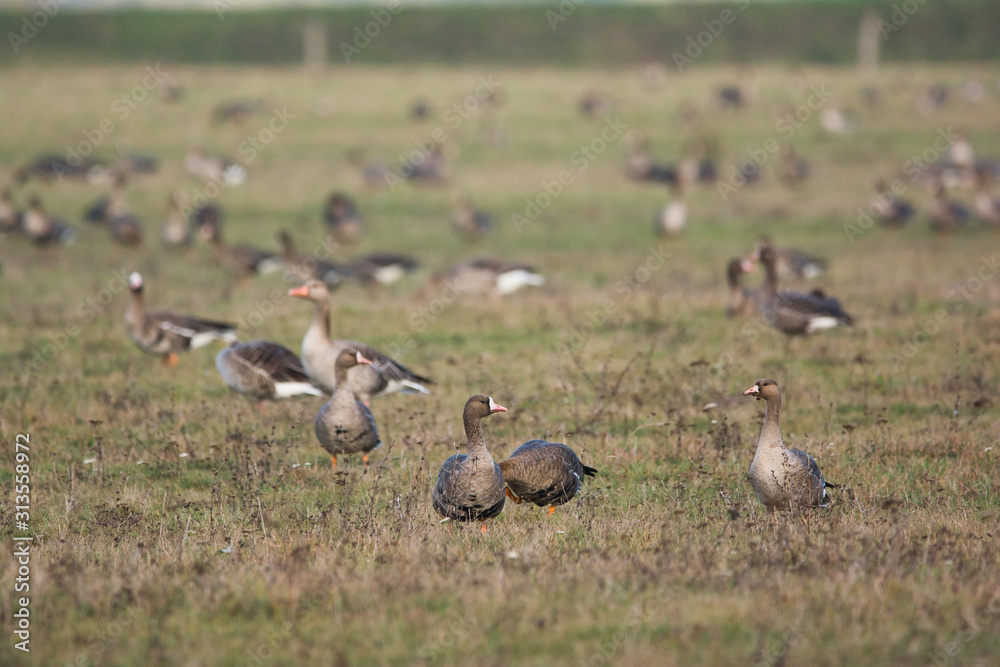 Fototapeta premium Flock of Greylag goose on pasture