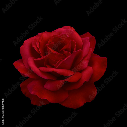 Fototapeta Naklejka Na Ścianę i Meble -  Dark red rose