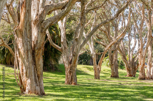 The melaleucas tree better known as paperbark or tea-tree. photo