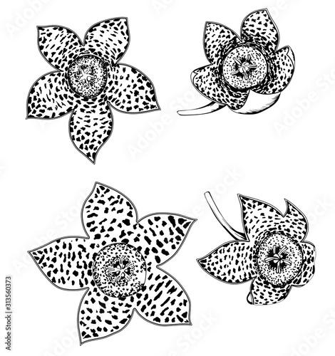 Cactus flowers black and white graphics. Set of vector drawings.