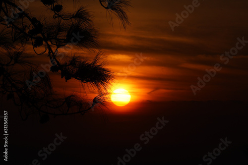 The sunset Focus on pine