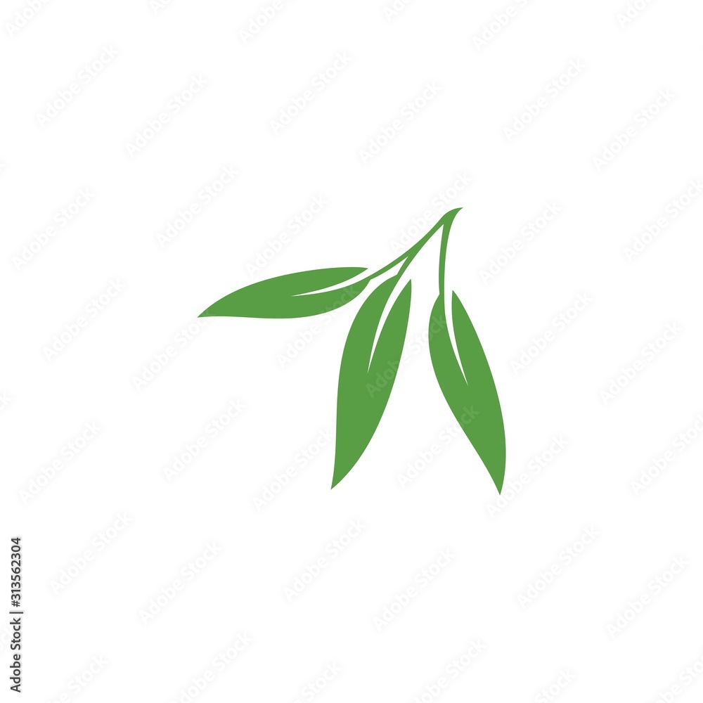 Fototapeta premium Eucalyptus leaves floral logo vector template