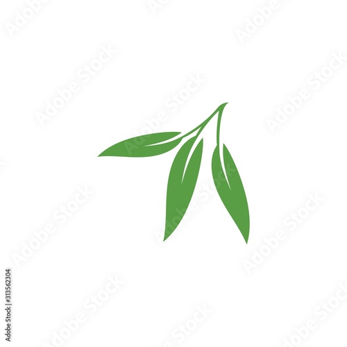 Eucalyptus leaves floral logo vector template