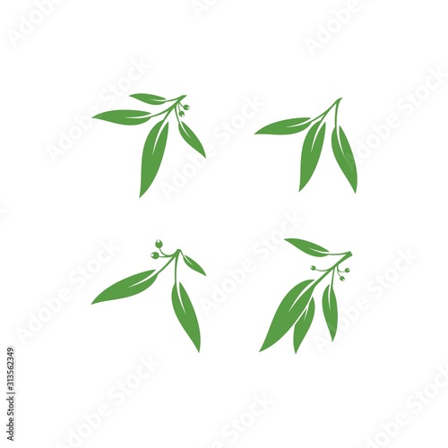 Eucalyptus leaves floral logo vector template