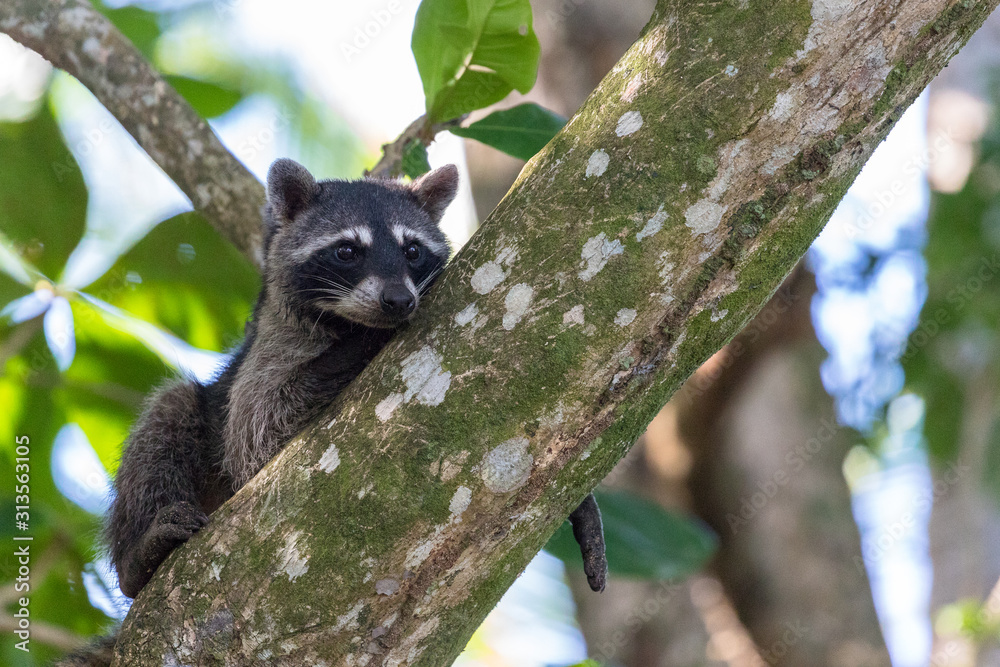 Fototapeta premium Raccoon resting on a branch in Cahuita National Park, Costa Rica.