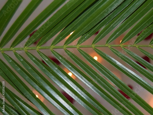 palm tree leaf  and in the background a bathroom with foam candles and rose petals close-up. valentines day  holiday