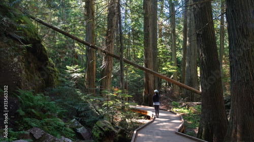 Trail of Cedars at Glacier National Park  Montana 