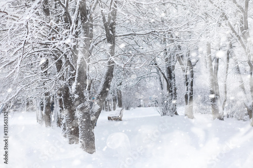 Winter landscape. Forest under the snow. Winter in the park.