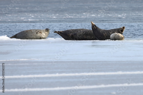 Seals (spotted seal, largha seal, Phoca largha) laying on sea ice floe in winter sunny day. Wild spotted seals sanctuary.