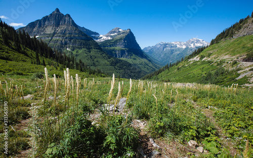 Bear Grass with Mt. Oberlin in the background (Glacier National Park, Montana) photo