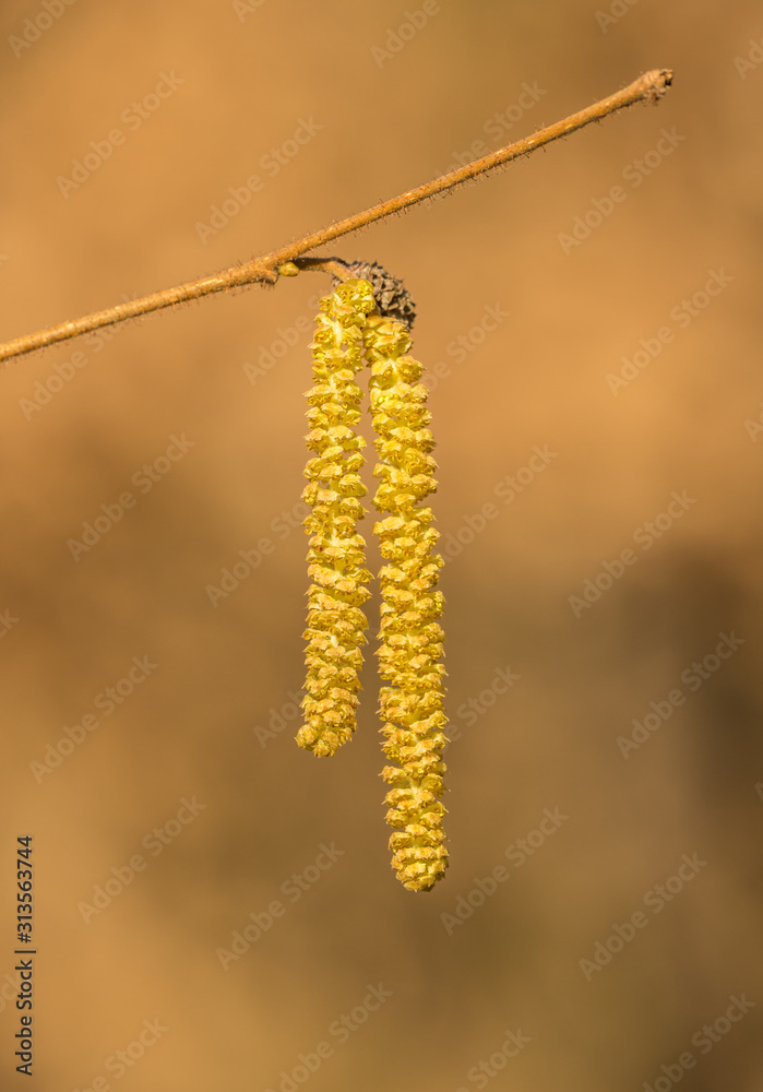 opened hazelnut tree catkins in spring opened hazelnut tree catkins in spring