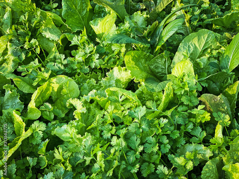 Gemüse Garten Gemüse Garten