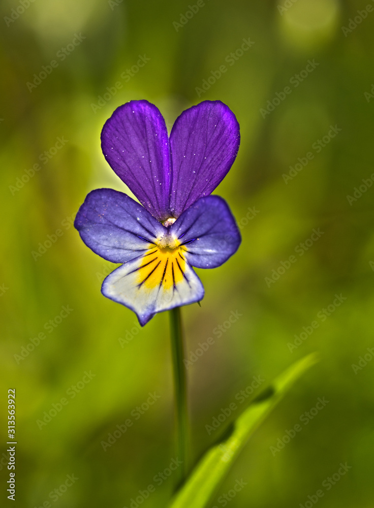 Viola tricolor, also known as Johnny Jump up, heartsease, heart's ease, heart's delight, tickle-my-fancy, Jack-jump-up-and-kiss-me, come-and-cuddle-me, three faces in a hood, or love-in-idleness Viola tricolor, also known as Johnny Jump up, heartsease, heart's ease, heart's delight, tickle-my-fancy, Jack-jump-up-and-kiss-me, come-and-cuddle-me, three faces in a hood, or love-in-idleness