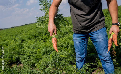 Growing organic carrots. Carrots in the hands of a farmer. Freshly harvested carrots. Autumn harvest. Agriculture.