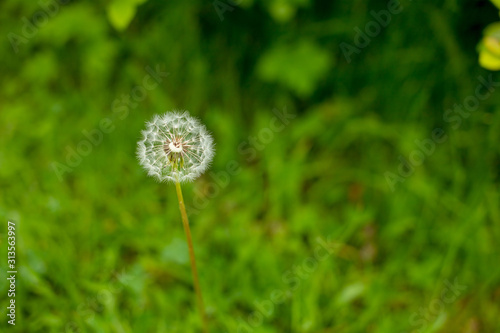 Meadow with dandelions and warm sunlight.nature white flowers blooming dandelion. Background Beautiful blooming bush of white fluffy dandelions. Dandelion field. flowers with white balls of seeds at