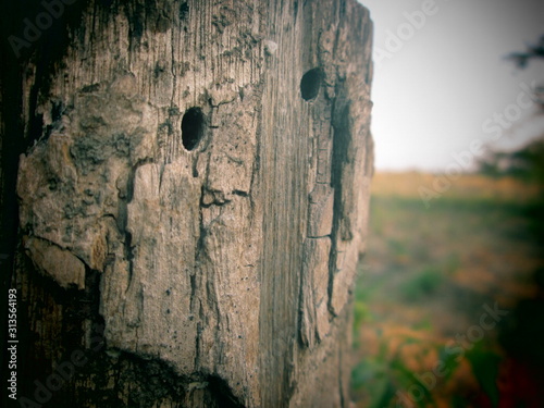 tree in front of old wall