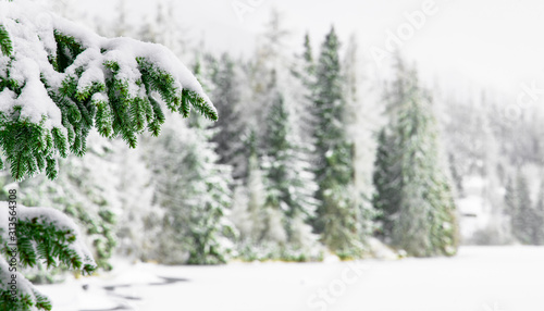 winter time forest unfocused landscape background with spruce needle branch under snow wallpaper pattern calm and peaceful scenic view empty copy space for your text here
