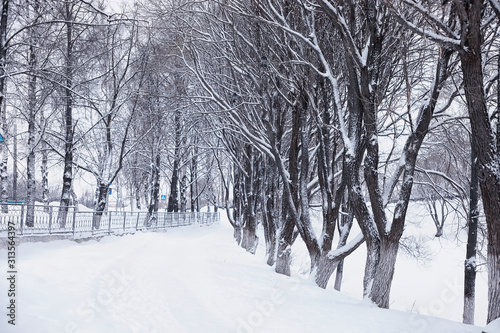 Winter forest landscape. Tall trees under snow cover. January frosty day in the park.