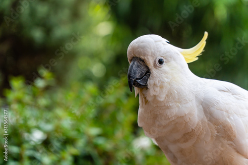portrait of a yellow crested cockatoo photo