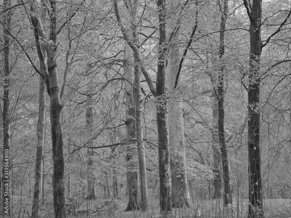 English Autumn Woodland 