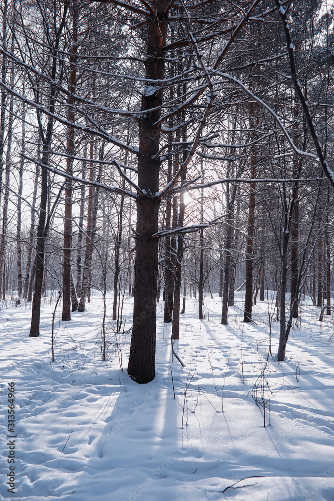 Winter forest landscape. Tall trees under snow cover. January frosty day in the park.