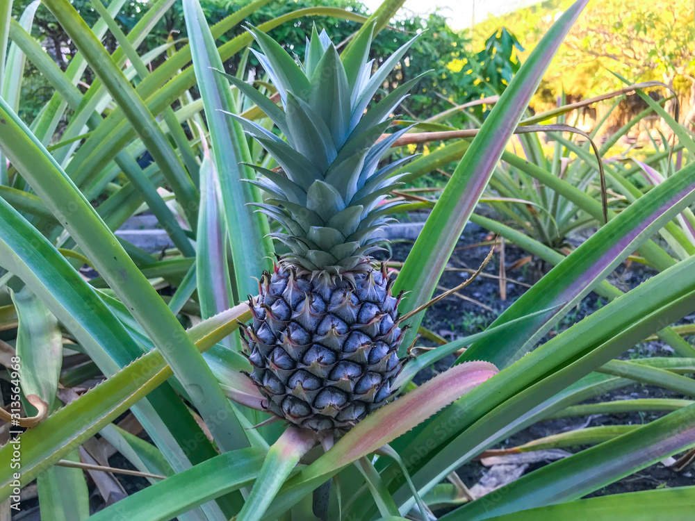small growing pineapple on bush, pineapple plant, baby pineapple,plant setting fruit, tropical fruit on tree,Pineapple on tree,Three pineapple On The Tree,Pineapple fruit on trees Waiting for harvest, small growing pineapple on bush, pineapple plant, baby pineapple,plant setting fruit, tropical fruit on tree,Pineapple on tree,Three pineapple On The Tree,Pineapple fruit on trees Waiting for harvest,