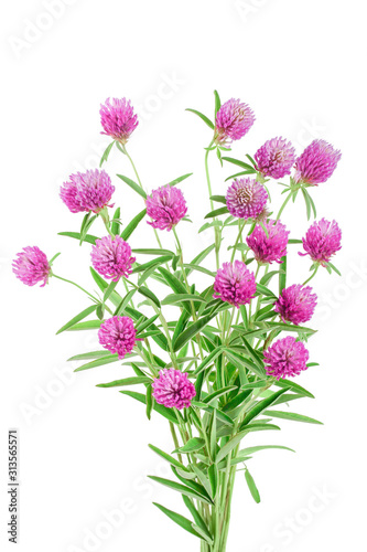 Clover or trefoil flower medicinal herbs isolated on white background © kolesnikovserg