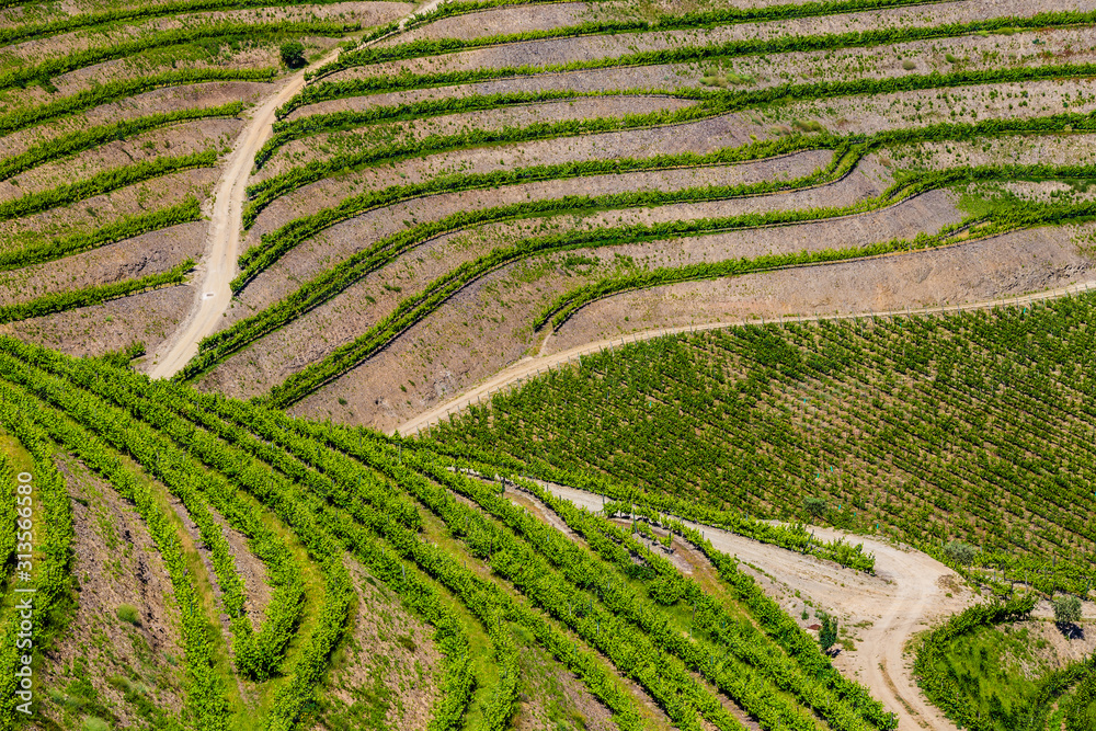 Detail Of Vineyards In Douro Valley - Portugal, Europe