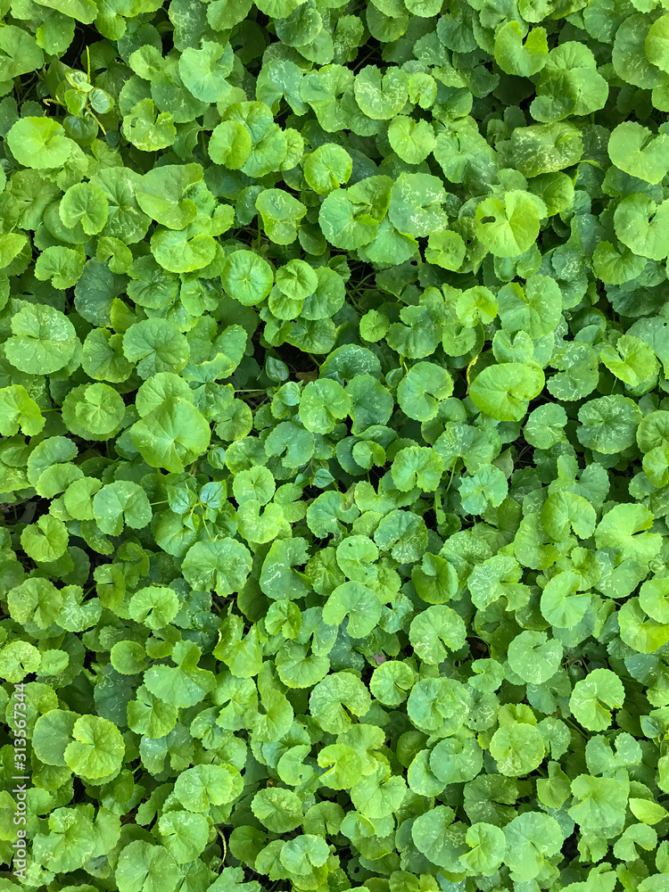 Beautiful background of Centella asiatica, Herbal medicine leaves of Centella asiatica known as gotu kola. Close up Gotu kola leaves. fresh green leaf texture background. Beautiful background of Centella asiatica, Herbal medicine leaves of Centella asiatica known as gotu kola. Close up Gotu kola leaves. fresh green leaf texture background.