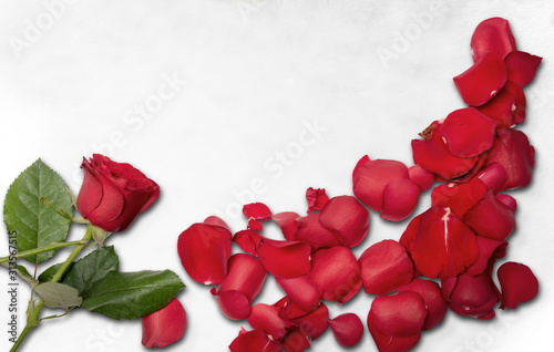 Red rose and rose petals on the floor